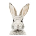 naklejka na ścianę królik