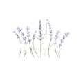 yokodesign naklejka na sciane  lawenda mala
