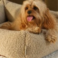 Legowisko Wigiwama Biscuit Pet Snuggle Bed M z dwustronną poduszką i wyjątkowo miękkim wypełnieniem