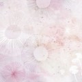 tapeta dmuchawce rose